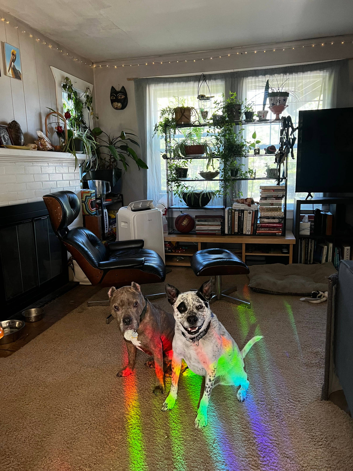 Mini Disco Cherries Suncatcher | Rainbow Sticker